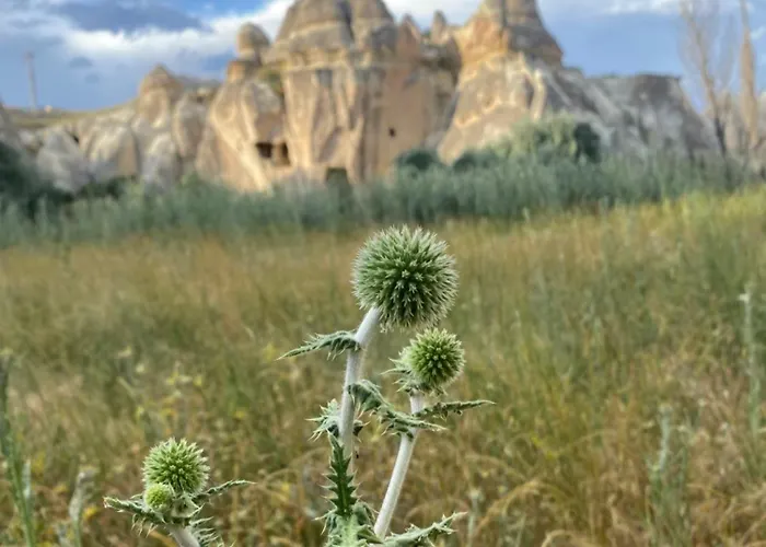 호텔 Sinasos Evleri *